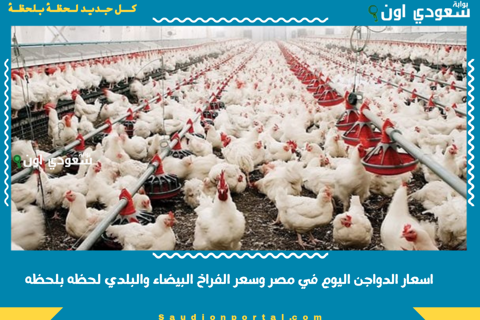 اسعار الدواجن اليوم في مصر وسعر الفراخ البيضاء والبلدي لحظه بلحظه