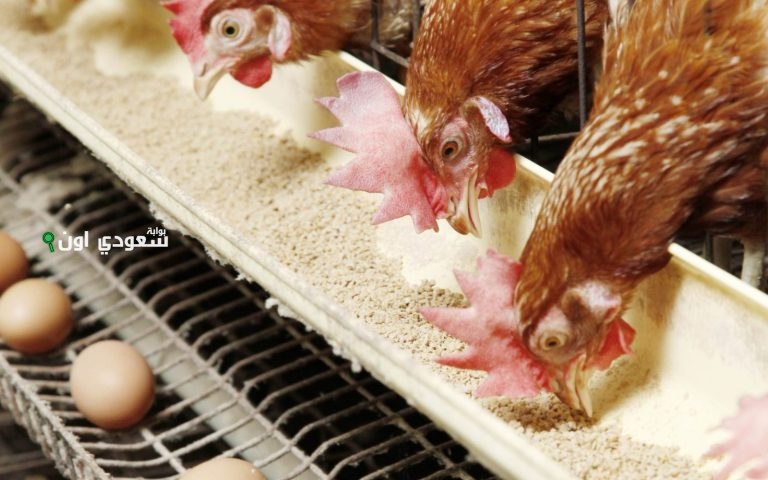 اسعار الفراخ البيضاء والكتاكيت والبط