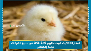 اسعار الكتاكيت البيضاء اليوم 25-6-2025 في جميع الشركات جملة وقطاعي