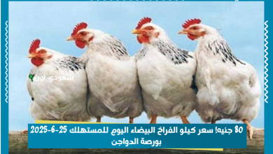 80 جنيه! سعر كيلو الفراخ البيضاء اليوم للمستهلك 25-6-2025 بورصة الدواجن