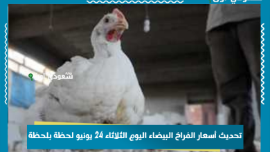 تحديث أسعار الفراخ البيضاء اليوم الثلاثاء 24 يونيو لحظة بلحظة