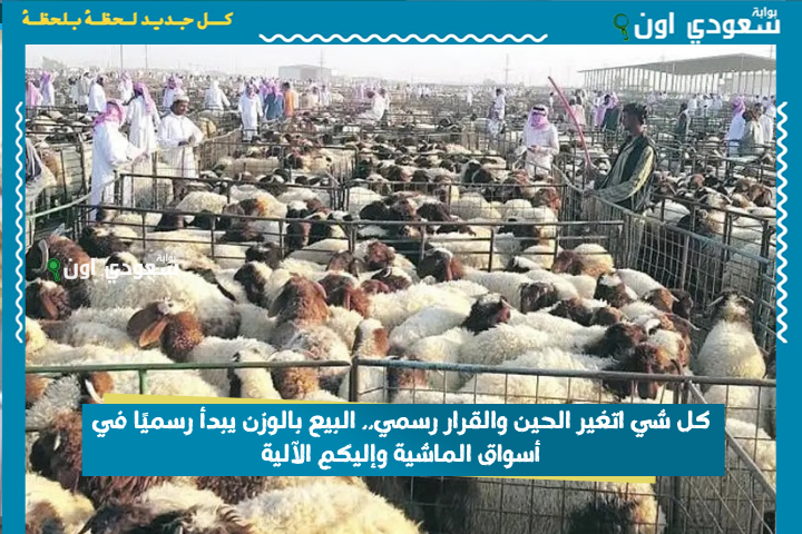 كل شي اتغير الحين والقرار رسمي.. البيع بالوزن يبدأ رسميًا في أسواق الماشية وإليكم الآلية