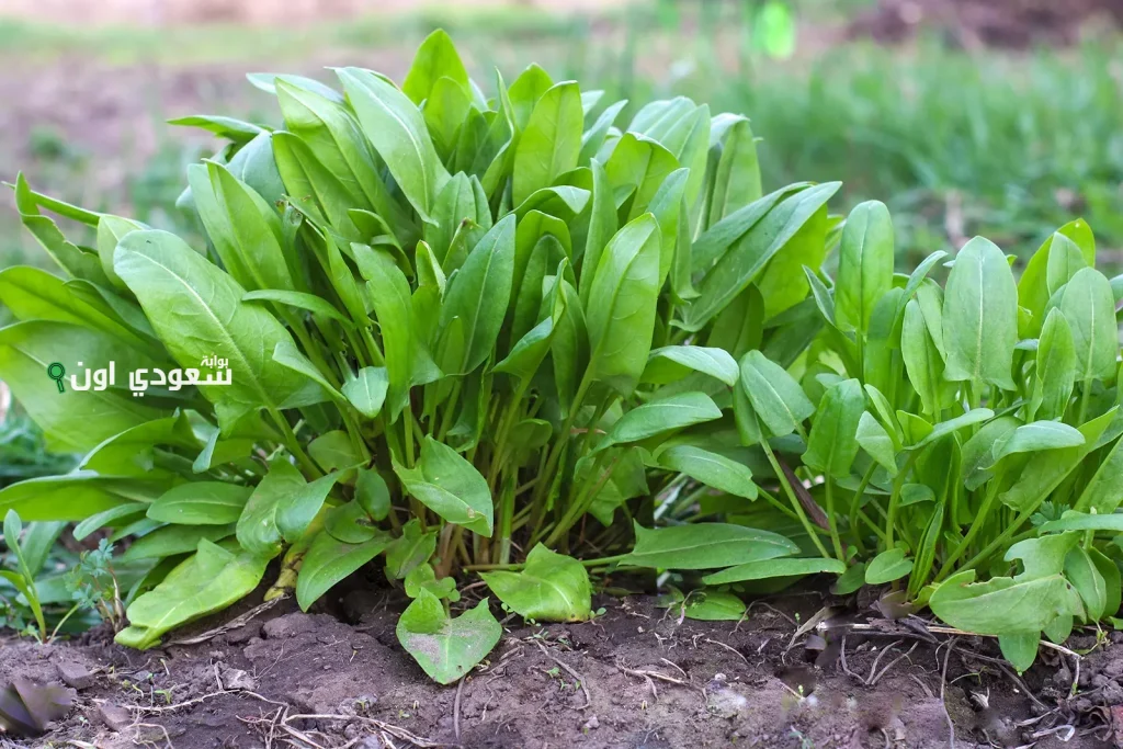 نبتة “حمّيض” وزهور برية سعودية تسهم في الاستدامة التراثية