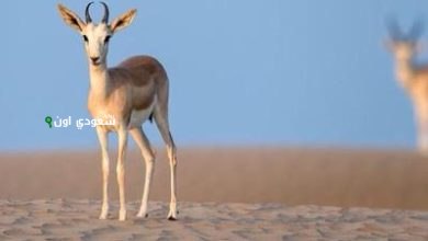 ظبي الجفول