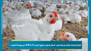 الفراخ البيضاء والبلدي والساسو.. أسعار الدواجن اليوم السبت 21-6-2025 في بورصة الدواجن