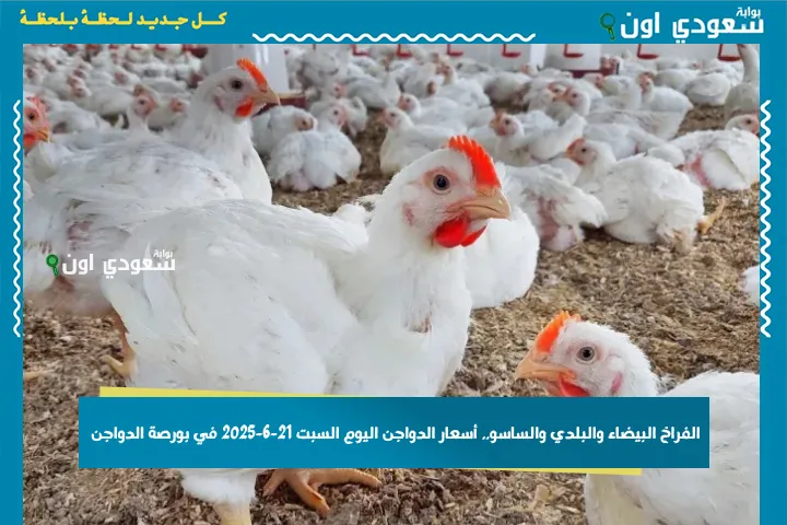الفراخ البيضاء والبلدي والساسو.. أسعار الدواجن اليوم السبت 21-6-2025 في بورصة الدواجن