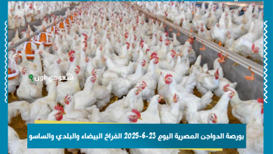 بورصة الدواجن المصرية اليوم 23-6-2025 الفراخ البيضاء والبلدي والساسو