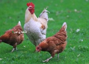 بورصة الدواجن