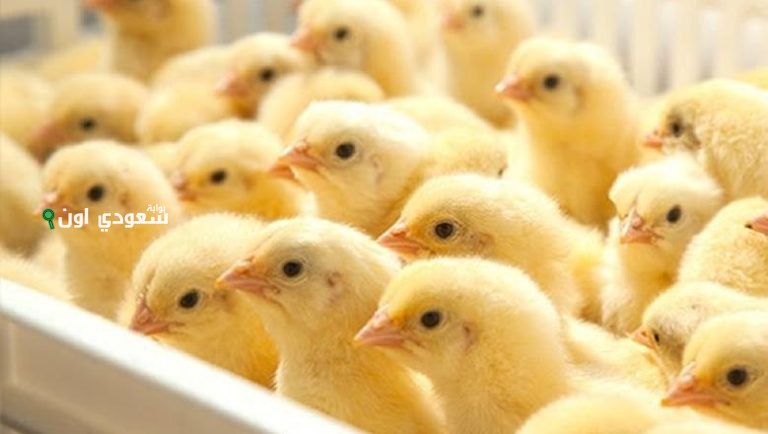 بورصة الكتاكيت