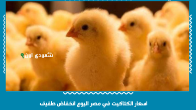 اسعار الكتاكيت في مصر اليوم انخفاض طفيف