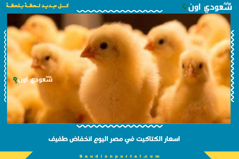 اسعار الكتاكيت في مصر اليوم انخفاض طفيف