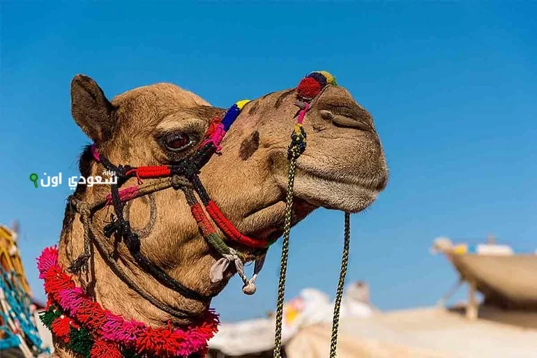 جمل يباع بمبلغ 200 مليون ريال يثير ضجة كبيرة في مزادات السعودية