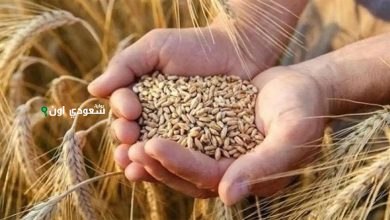 سعر الأرز الشعير اليوم