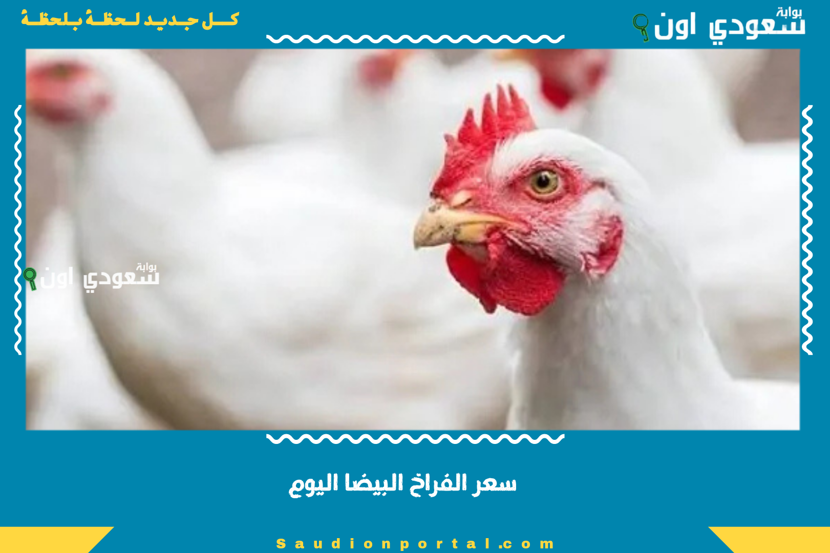 انخفاض سعر الفراخ البيضاء اليوم انخفاض طفيف عقب استقرار السوق وتوازن العرض والطلب