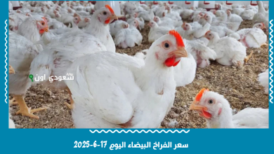 سعر الفراخ البيضاء اليوم 17-6-2025