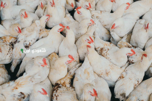 سعر الفراخ البيضاء اليوم الاربعاء 11 يونيو 2025