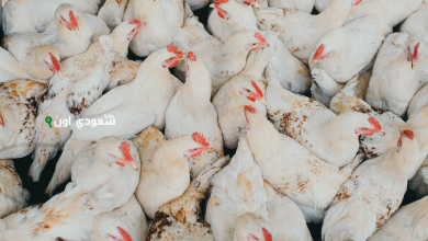سعر الفراخ البيضاء اليوم الاربعاء 11 يونيو 2025