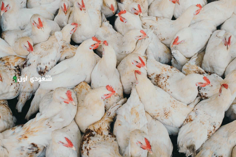 سعر الفراخ البيضاء اليوم الاربعاء 11 يونيو 2025
