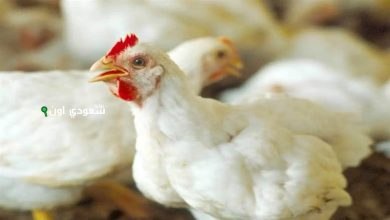 سعر الفراخ البيضاء اليوم الخميس
