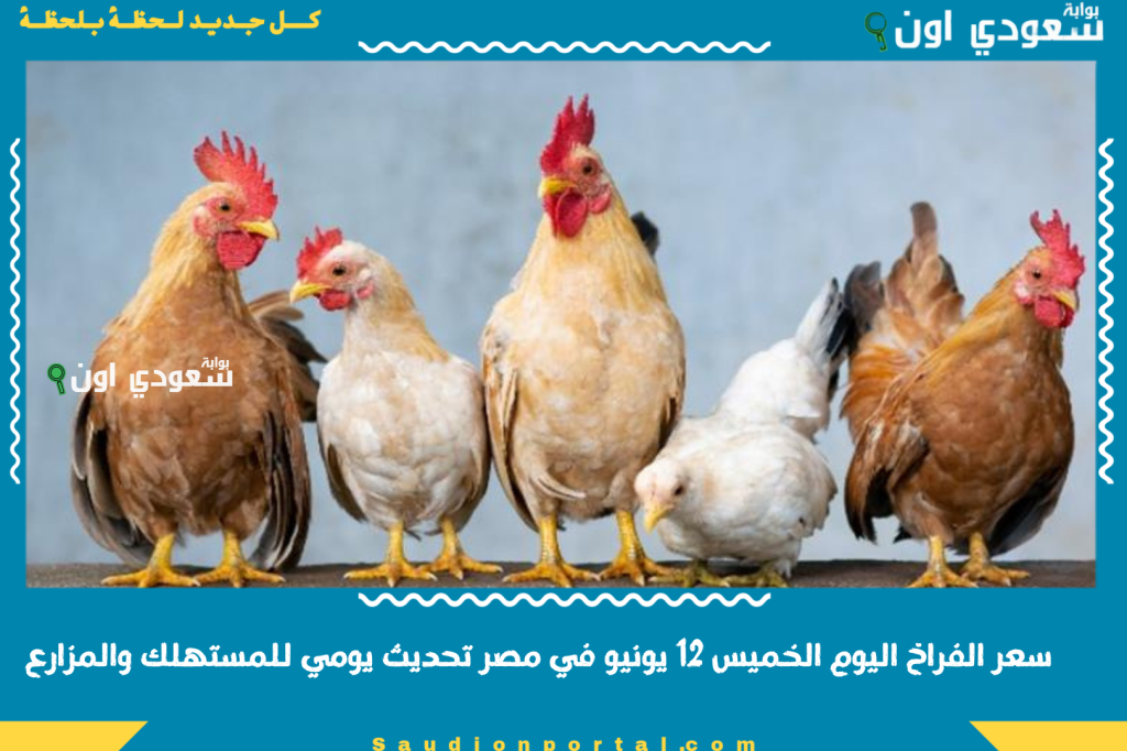لحظة بلحظة | تعرف على سعر الفراخ اليوم الخميس 12 يونيو في مصر تحديث يومي للمستهلك والمزارع