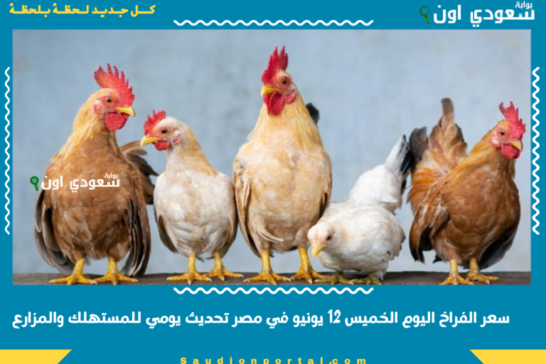 سعر الفراخ اليوم الخميس 12 يونيو في مصر تحديث يومي للمستهلك والمزارع