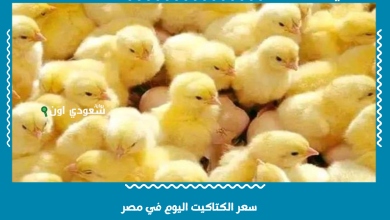سعر الكتاكيت اليوم في مصر