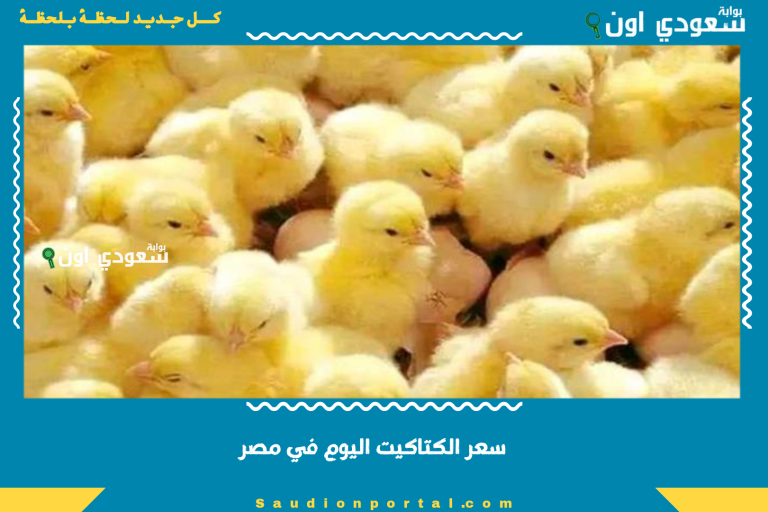 سعر الكتاكيت اليوم في مصر