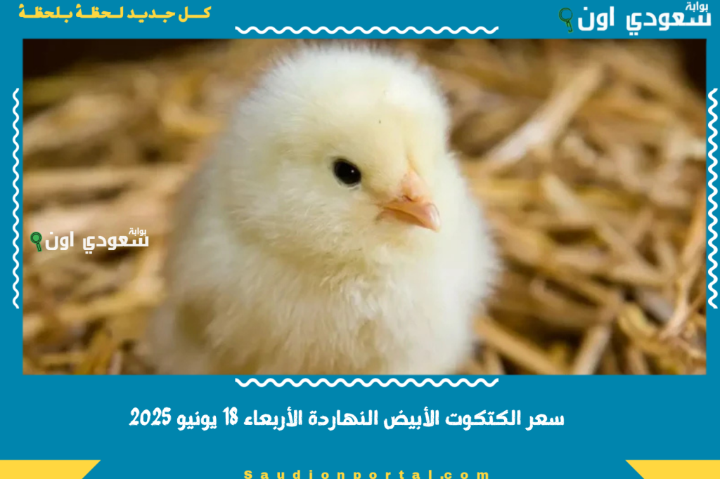 بكام في المزارع والأسواق؟! سعر الكتكوت الأبيض النهاردة الأربعاء 18 يونيو 2025 سعر الكتكوت عمر يوم