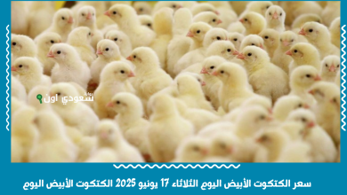 سعر الكتكوت الأبيض اليوم الثلاثاء 17 يونيو 2025 الكتكوت الأبيض اليوم
