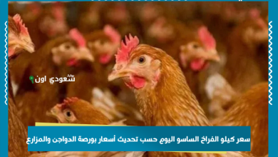 سعر كيلو الفراخ الساسو اليوم حسب تحديث أسعار بورصة الدواجن والمزارع