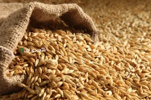 سعر طن الارز الشعير اليوم الاربعاء 11 يونيو 2025