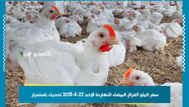 سعر كيلو الفراخ البيضاء النهاردة الاحد 22-6-2025 تحديث باستمرار