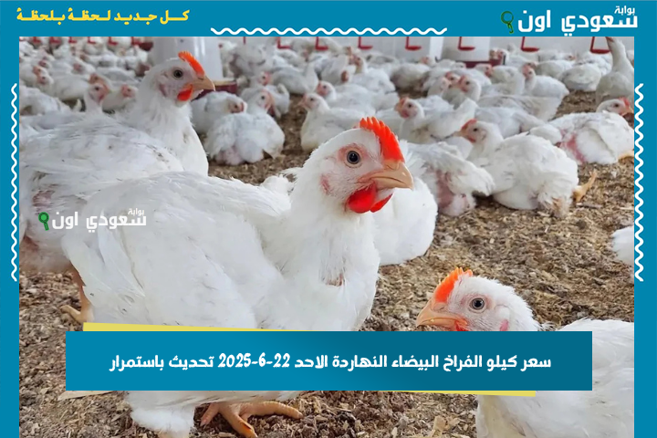 سعر كيلو الفراخ البيضاء النهاردة الاحد 22-6-2025 تحديث باستمرار من بورصة الدواجن