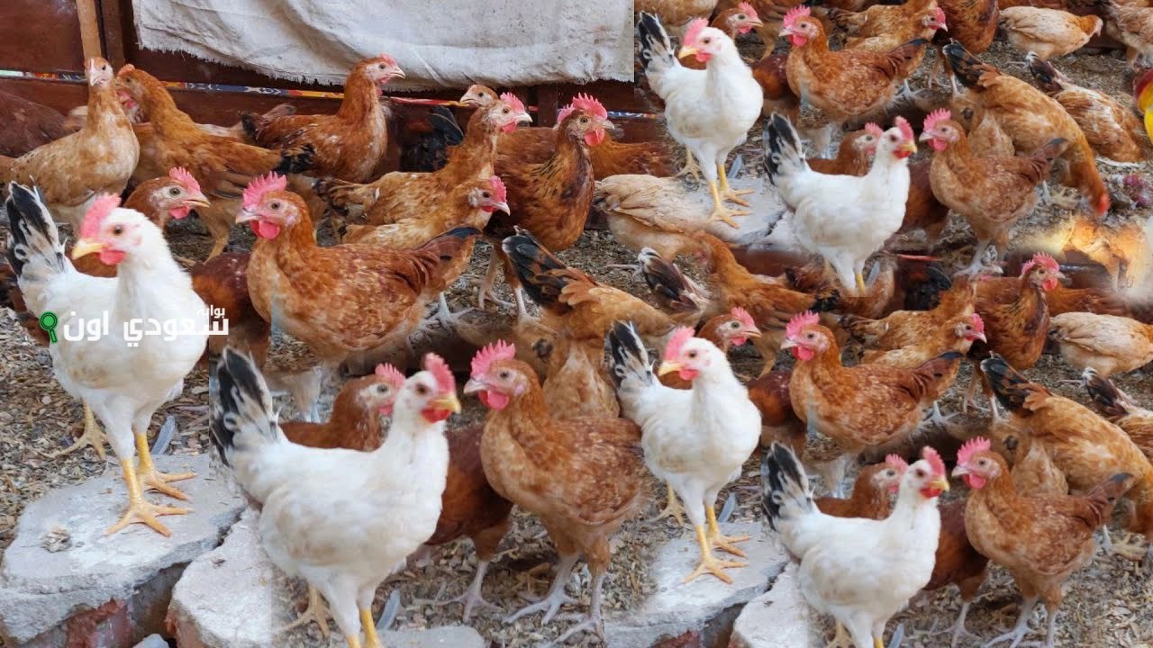  سعر كيلو الفراخ البيضاء والساسو والبلدي