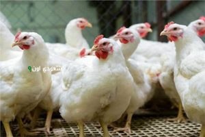  سعر كيلو الفراخ البيضاء والساسو والبلدي