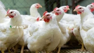  سعر كيلو الفراخ البيضاء والساسو والبلدي