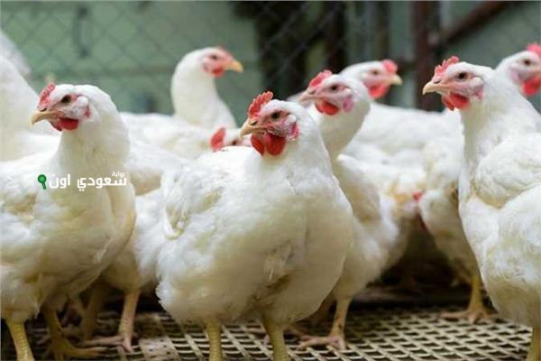 سعر كيلو الفراخ البيضاء