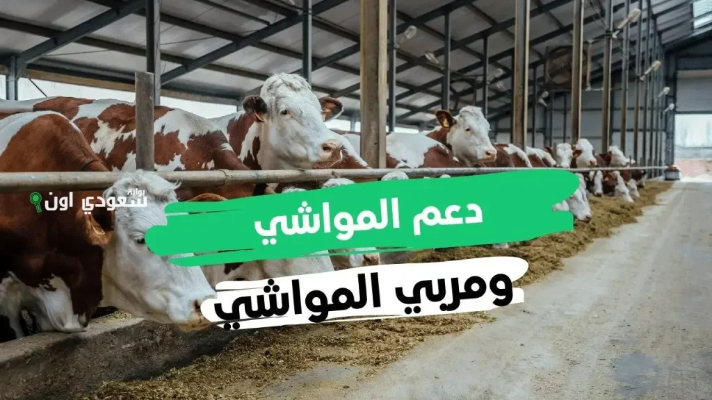 إيداع الدعم بدأ! كيف تستفيدون من دعم صغار مربي الماشية ومتى تكون طلباتكم مكتملة؟! نصائح الخبراء