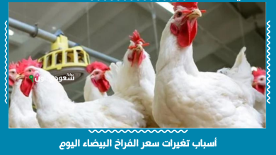أسباب تغيرات سعر الفراخ البيضاء اليوم