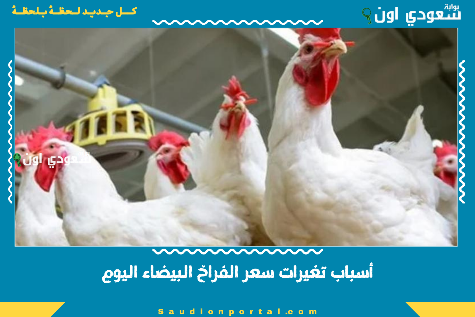 أسباب تغيرات سعر الفراخ البيضاء اليوم