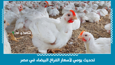 تحديث يومي لأسعار الفراخ البيضاء في مصر
