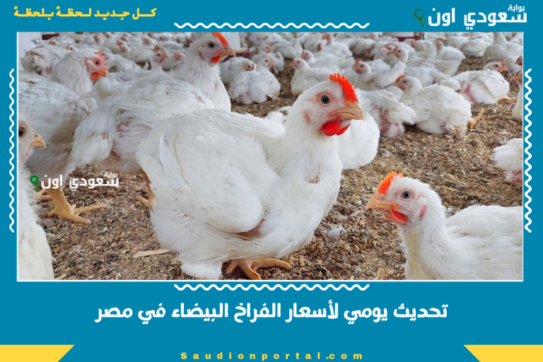 تحديث يومي لأسعار الفراخ البيضاء في مصر