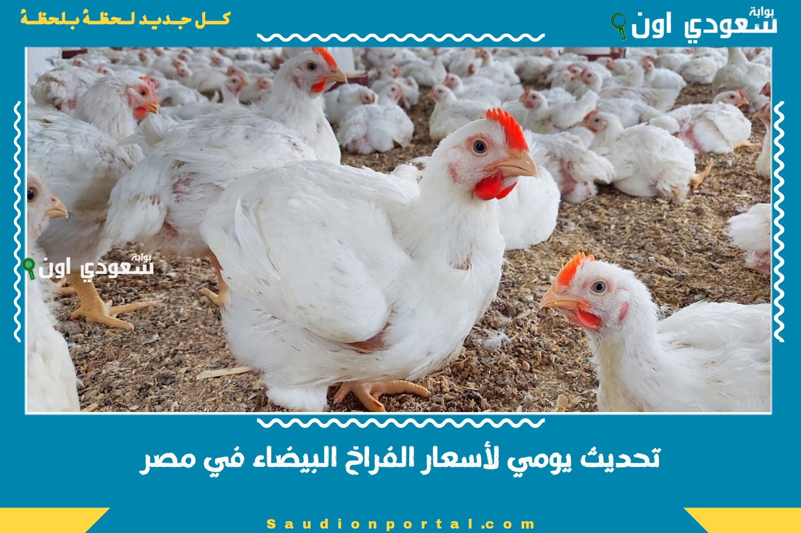 تحديث يومي لأسعار الفراخ البيضاء في مصر