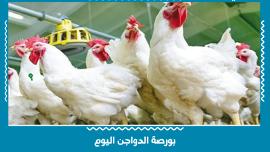 بورصة الدواجن اليوم