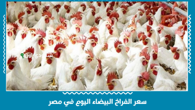 سعر الفراخ البيضاء اليوم في مصر