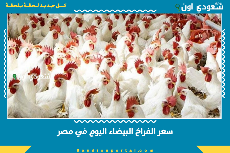 سعر الفراخ البيضاء اليوم في مصر