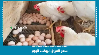 سعر الفراخ البيضاء اليوم