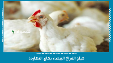 كيلو الفراخ البيضاء بكام النهاردة