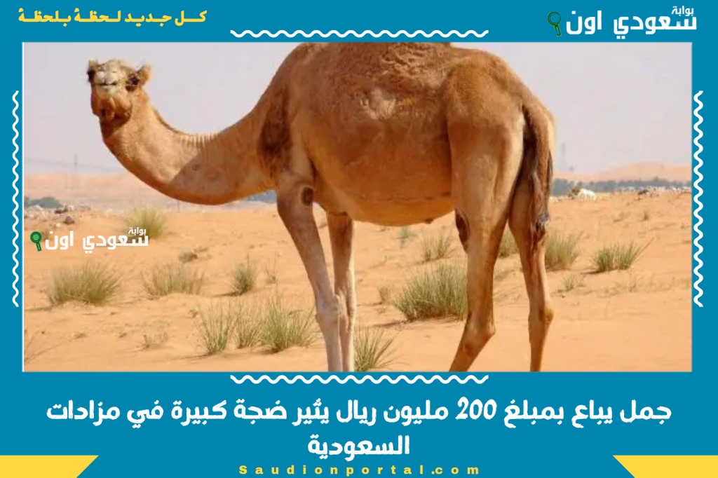 جمل يباع بمبلغ 200 مليون ريال يثير ضجة كبيرة في مزادات السعودية والخليج هذا الأسبوع