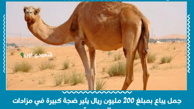 جمل يباع بمبلغ 200 مليون ريال يثير ضجة كبيرة في مزادات السعودية